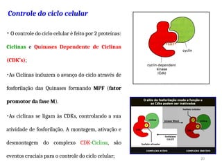 Controle do ciclo celular
• O controle do ciclo celular é feito por 2 proteínas:
Ciclinas e Quinases Dependente de Ciclinas
(CDK’s);
•As Ciclinas induzem o avanço do ciclo através de
fosforilação das Quinases formando MPF (fator
promotor da fase M).
•As ciclinas se ligam às CDKs, controlando a sua
atividade de fosforilação. A montagem, ativação e
desmontagem do complexo CDK-Ciclina, são
eventos cruciais para o controle do ciclo celular; 20
 