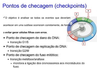 22
Pontos de checagem (checkpoints)
O objetivo é analisar se todos os eventos que deveriam
acontecer em uma subfase ocorreram corretamente, de forma
a evitar gerar células filhas com erros.
 