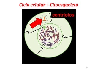 24
centríolos
Ciclo celular – Citoesqueleto
 