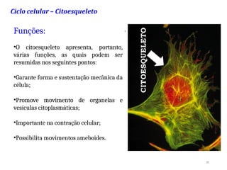 26
.
Funções:
•O citoesqueleto apresenta, portanto,
várias funções, as quais podem ser
resumidas nos seguintes pontos:
•Garante forma e sustentação mecânica da
célula;
•Promove movimento de organelas e
vesículas citoplasmáticas;
•Importante na contração celular;
•Possibilita movimentos ameboides.
 