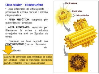 Ciclo celular – Citoesqueleto
• Duas estruturas do citoesqueleto -
processos de divisão nuclear e divisão
citoplasmática
• FUSO MITÓTICO: composto por
microtúbulos + protéinas
• ANEL CONTRÁTIL: composto por
filamentos de actina e miosina
arranjados em anel no Equador da
célula.
• Formação do Fuso depende dos
CENTROSSOMOS (centro formador
de de
microtúbulos)
Matriz de proteínas com centenas de anéis
de Tubulina – sítios de nucleação: Possui um
par de centríolos (em células animais)
27
 