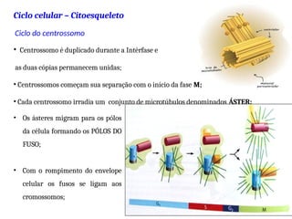 Ciclo celular – Citoesqueleto
• Centrossomo é duplicado durante a Intérfase e
as duas cópias permanecem unidas;
• Centrossomos começam sua separação com o início da fase M;
• Cada centrossomo irradia um conjunto de microtúbulos denominados ÁSTER;
Ciclo do centrossomo
28
• Os ásteres migram para os pólos
da célula formando os PÓLOS DO
FUSO;
• Com o rompimento do envelope
celular os fusos se ligam aos
cromossomos;
 