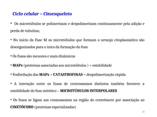 Ciclo celular – Citoesqueleto
• Os microtúbulos se polimerizam e despolimerizam continuamente pela adição e
perda de tubulina;
• No início da Fase M os microtúbulos que formam o arranjo citoplasmático são
desorganizados para o ínico da formação do fuso
• Os fusos são menores e mais dinâmicos
• MAPs (proteínas associadas aos microtúbulos ) = estabilidade
• Fosforilação das MAPs + CATASTROFINAS = despolimerização rápida
• A interação entre os fusos de centrossomos distintos também favorece a
estabilidade do fuso mitótico – MICROTÚBULOS INTERPOLARES
• Os fusos se ligam aos cromossomos na região do centrômero por associação ao
CINETÓCORO (proteínas especializadas)
30
 