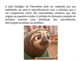 34
A ação biológica da Vincristina pode ser explicada por sua
habilidade em unir-se especificamente com a tubulina, que é
um componente chave dos microtúbulos celulares que dão
origem ao esqueleto celular. A inibição da formação completa de
tubulina acarreta uma dissolução dos microtúbulos,
interrupção da mitose na metáfase.
 