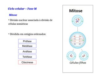 Ciclo celular – Fase M
Mitose
• Divisão nuclear associada à divisão de
células somáticas
• Dividida em estágios ordenados:
Prófase
Metáfase
Anáfase
Telófase
Citocinese
35
 