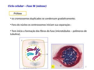 Ciclo celular – Fase M (mitose)
Prófase
• os cromossomos duplicados se condensam gradativamente;
• Fora do núcleo os centrossomos iniciam sua separação ;
• Tem início a formação das fibras do fuso (microtúbulos – polimeros de
tubulina).
37
 