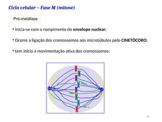 Ciclo celular – Fase M (mitose)
Pró-metáfase
• inicia-se com o rompimento do envelope nuclear;
• Ocorre a ligação dos cromossomos aos microtúbulos pelo CINETÓCORO;
• tem início a movimentação ativa dos cromossomos;
38
 
