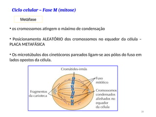 Metáfase
• os cromossomos atingem o máximo de condensação
• Posicionamento ALEATÓRIO dos cromossomos no equador da célula –
PLACA METAFÁSICA
• Os microtúbulos dos cinetócoros pareados ligam-se aos pólos do fuso em
lados opostos da célula.
39
Ciclo celular – Fase M (mitose)
 