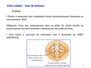 Anáfase
• Ocorre a separação das cromátides-irmãs sincronicamente formando os
cromossomos- filho;
•Migração lenta dos cromossomos para os pólos da célula devido ao
encurtamento dos microtúbulos e afastamento dos pólos do fuso;
• Tem início o processo de citocinese com a formação do ANEL
CONTRÁTIL.
40
Ciclo celular – Fase M (mitose)
 