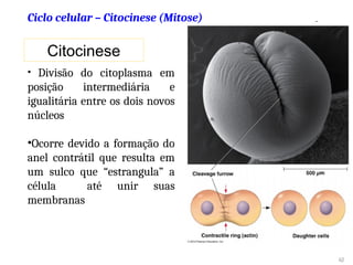 Citocinese
• Divisão do citoplasma em
posição intermediária e
igualitária entre os dois novos
núcleos
•Ocorre devido a formação do
anel contrátil que resulta em
um sulco que “estrangula” a
célula até unir suas
membranas
42
Ciclo celular – Citocinese (Mitose)
 