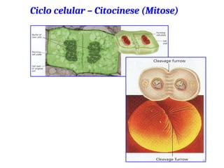 44
Ciclo celular – Citocinese (Mitose)
 