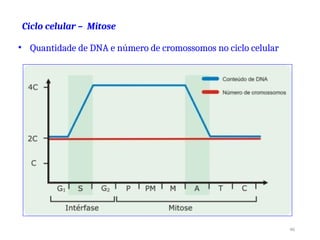 Ciclo celular – Mitose
46
• Quantidade de DNA e número de cromossomos no ciclo celular
 