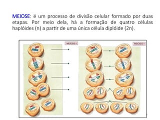 MEIOSE: é um processo de divisão celular formado por duas
etapas. Por meio dela, há a formação de quatro células
haplóides (n) a partir de uma única célula diplóide (2n).
48
 