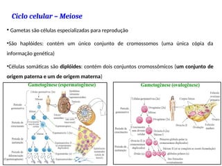 Ciclo celular – Meiose
• Gametas são células especializadas para reprodução
•São haplóides: contém um único conjunto de cromossomos (uma única cópia da
informação genética)
•Células somáticas são diplóides: contém dois conjuntos cromossômicos (um conjunto de
origem paterna e um de origem materna)
49
 