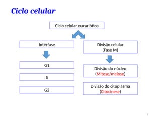 Ciclo celular
Ciclo celular eucariótico
Divisão celular
(Fase M)
Intérfase
G1
S
G2
Divisão do núcleo
(Mitose/meiose)
Divisão do citoplasma
(Citocinese)
5
 