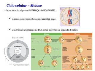 Ciclo celular – Meiose
• Entretanto, há algumas DIFERENÇAS IMPORTANTES
 o processo de recombinação e crossing-over;
 ausência de duplicação de DNA entre a primeira e segunda divisões;
52
 