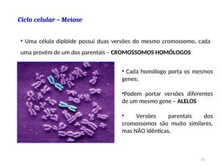 Ciclo celular – Meiose
• Uma célula diplóide possui duas versões do mesmo cromossomo, cada
uma provêm de um dos parentais – CROMOSSOMOS HOMÓLOGOS
• Cada homólogo porta os mesmos
genes;
•Podem portar versões diferentes
de um mesmo gene – ALELOS
• Versões parentais dos
cromossomos são muito similares,
mas NÃO idênticas.
53
 