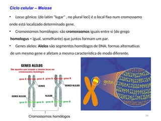 54
• Locus gênico: (do latim "lugar" , no plural loci) é o local fixo num cromossomo
onde está localizado determinado gene.
• Cromossomos homólogos: são cromossomos iguais entre si (do grego
homologus = igual, semelhante) que juntos formam um par.
• Genes alelos: Alelos são segmentos homólogos de DNA, formas alternativas
de um mesmo gene e afetam a mesma característica de modo diferente.
Cromossomos homólogos
Ciclo celular – Meiose
 