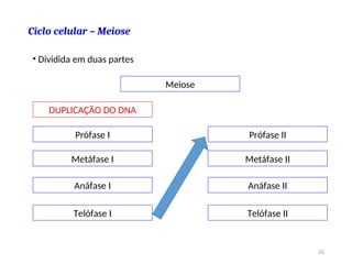 Ciclo celular – Meiose
• Dividida em duas partes
Meiose
Prófase I
Metáfase I
Anáfase I
Telófase I
Prófase II
Metáfase II
Anáfase II
Telófase II
DUPLICAÇÃO DO DNA
55
 