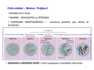Ciclo celular – Meiose: Prófase I
• Dividida em 5 fases
• SINAPSE - BIVALENTES ou TÉTRADES
• COMPLEXO SINAPTONÊMICO = estrutura protéica que alinha os
bivalentes
• QUIASMA e CROSSING-OVER = entre quaisquer cromátides não-irmãs
56
 