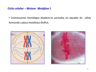 Ciclo celular – Meiose: Metáfase I
• Cromossomos homólogos dispõem-se pareados no equador da célula
formando a placa metafásica DUPLA.
58
 