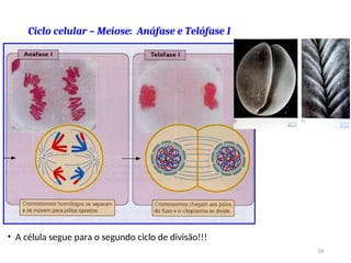 Ciclo celular – Meiose: Anáfase e Telófase I
• A célula segue para o segundo ciclo de divisão!!!
59
 