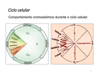 Ciclo celular
6
Comportamento cromossômico durante o ciclo celular.
 