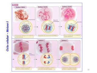 Ciclo
celular
–
Meiose
I
60
 