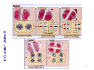 Ciclo
celular
–
Meiose
II
61
 