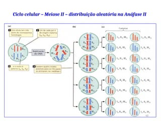 Ciclo celular – Meiose II – distribuição aleatória na Anáfase II
62
 