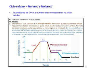Ciclo celular – Meiose I e Meiose II
63
• Quantidade de DNA e número de cromossomos no ciclo
celular
 
