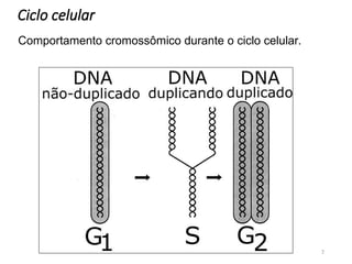 Ciclo celular
7
Comportamento cromossômico durante o ciclo celular.
 