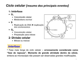 9
Ciclo celular (resumo dos principais eventos)
Interfase
• Fase mais longa do ciclo celular – erroneamente considerada como
“fase de repouso”. Momento de grande atividade dentro da célula,
embora ao microscópio não possam ser observadas grandes modificações.
 