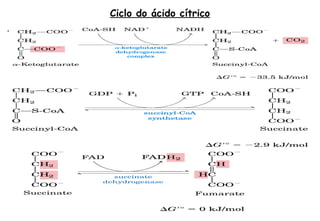 Ciclo do ácido cítrico 
• Irreversível. O alfa-cetoglutarato tem vários outros destinos. 
 