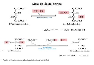 Ciclo do ácido cítrico 
• 
•Equilíbrio é determinado pela disponibilidade de acetil-CoA 
 