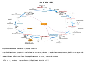 Ciclo do ácido cítrico 
• 2 átomos de carbono entram no ciclo como um acetil; 
• 2 átomos de carbono deixam o ciclo na forma de dióxido de carbono; OPS! os dois ultimos carbonos que restaram da glicose! 
• 8 elétrons e 8 prótons são transferidos para NAD+ (3) e FAD (1). 3NADH e 1 FADH2 
•Saída de GTP- a célula troca rapidamente a Guanina por adenina- ATP!!! 
 
