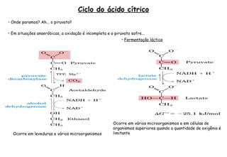 Ciclo do ácido cítrico 
• Onde paramos? Ah... o piruvato!! 
• Em situações anaeróbicas, a oxidação é incompleta e o piruvato sofre... 
• Fermentação alcoólica 
• Fermentação láctica 
Ocorre em leveduras e vários microorganismos 
Ocorre em vários microorganismos e em células de 
organismos superiores quando a quantidade de oxigênio é 
limitante 
 