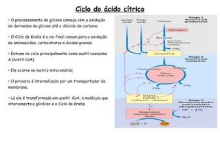 Ciclo do ácido cítrico 
• O processamento da glicose começa com a oxidação 
de derivados da glicose até o dióxido de carbono; 
• O Ciclo de Krebs é a via final comum para a oxidação 
de aminoácidos, carboidratos e ácidos graxos; 
• Entram no ciclo principalmente como acetil coenzima 
A (acetil CoA); 
• Ele ocorre na matriz mitocondrial; 
• O piruvato é internalizado por um transportador de 
membrana; 
• Lá ele é transformado em acetil- CoA, a molécula que 
interconecta a glicólise e o Ciclo de Krebs. 
 