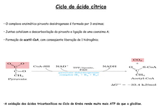 Ciclo do ácido cítrico 
• O complexo enzimático piruvato desidrogenase é formado por 3 enzimas; 
• Juntas catalizam a descarboxilação do piruvato e ligação de uma coenzima A; 
• Formação de acetil-CoA, com conseqüente liberação de 1 hidrogênio; 
•A oxidação dos ácidos tricarboxílicos no Ciclo de Krebs rende muito mais ATP do que a glicólise. 
 
