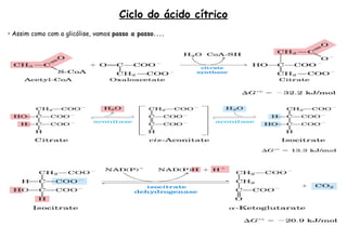 Ciclo do ácido cítrico 
• Assim como com a glicólise, vamos passo a passo.... 
• Condensação. Produção do primeiro ácido tricarboxílico; 
 