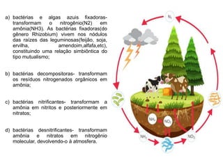 a) bactérias e algas azuis fixadoras-
transformam o nitrogênio(N2) em
amônia(NH3). As bactérias fixadoras(do
gênero Rhizobium) vivem nos nódulos
das raízes das leguminosas(feijão, soja,
ervilha, amendoim,alfafa,etc),
constituindo uma relação simbiôntica do
tipo mutualismo;
b) bactérias decompositoras- transformam
os resíduos nitrogenados orgânicos em
amônia;
c) bactérias nitrificantes- transformam a
amônia em nitritos e posteriormente em
nitratos;
d) bactérias desnitrificantes- transformam
amônia e nitratos em nitrogênio
molecular, devolvendo-o à atmosfera.
 