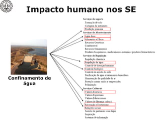 Impacto humano nos SE
Confinamento de
água
 