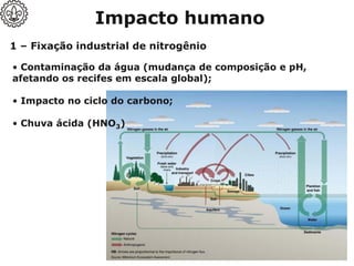 Impacto humano
• Contaminação da água (mudança de composição e pH,
afetando os recifes em escala global);
• Impacto no ciclo do carbono;
• Chuva ácida (HNO3)
1 – Fixação industrial de nitrogênio
 