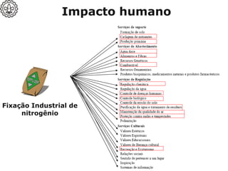 Fixação Industrial de
nitrogênio
Impacto humano
 