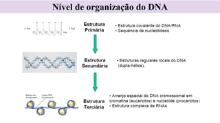 Nível de organização do DNA
 