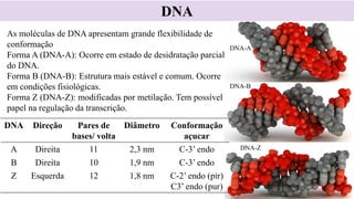 DNA
As moléculas de DNA apresentam grande flexibilidade de
conformação
Forma A (DNA-A): Ocorre em estado de desidratação parcial
do DNA.
Forma B (DNA-B): Estrutura mais estável e comum. Ocorre
em condições fisiológicas.
Forma Z (DNA-Z): modificadas por metilação. Tem possível
papel na regulação da transcrição.
DNA-A
DNA-B
DNA-Z
DNA Direção Pares de
bases/ volta
Diâmetro Conformação
açucar
A Direita 11 2,3 nm C-3’ endo
B Direita 10 1,9 nm C-3’ endo
Z Esquerda 12 1,8 nm C-2’ endo (pir)
C3’ endo (pur)
 
