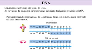 Sequências de estruturas não usuais do DNA.
As curvaturas da fita podem ser importantes na ligação de algumas proteínas no DNA.
• Palíndromo: repetições invertidas da sequência de bases com simetria dupla ocorrendo
nas duas fitas do DNA.
DNA
 