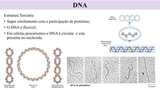 Estrutura Terciária
• Super enrolamento com a participação de proteínas;
• O DNA é flexível;
• Em células procariontes o DNA é circular e esta
presente no nucleoide.
DNA
 