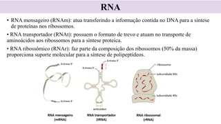 • RNA mensageiro (RNAm): atua transferindo a informação contida no DNA para a síntese
de proteínas nos ribossomos.
• RNA transportador (RNAt): possuem o formato de trevo e atuam no transporte de
aminoácidos aos ribossomos para a síntese proteica.
• RNA ribossômico (RNAr): faz parte da composição dos ribossomos (50% da massa)
proporciona suporte molecular para a síntese de polipeptídeos.
RNA
 