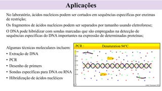 No laboratório, ácidos nucleicos podem ser cortados em sequências especificas por enzimas
de restrição;
Os fragmentos de ácidos nucleicos podem ser separados por tamanho usando eletroforese;
O DNA pode hibridizar com sondas marcadas que são empregadas na detecção de
sequências específicas do DNA importantes na expressão de determinadas proteínas;
Algumas técnicas moleculares incluem:
• Extração de DNA
• PCR
• Desenho de primers
• Sondas específicas para DNA ou RNA
• Hibridização de ácidos nucléicos
Aplicações
 